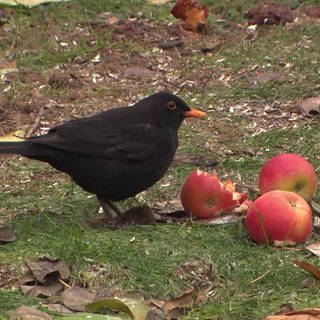 Amsel mit Äpfel