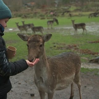 Reh wird von einem Kind im Tierpark Rheinböllen gefüttert