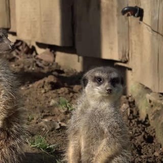 Erdmännchen im Wildpark