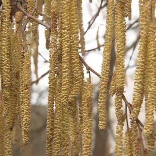 Blüten von dem Baum der Erle