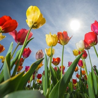 Tulpen im Sonnenschein: Die Blumen sorgen im Kasten oder Topf auf Balkon und Terrasse für knallige Farben.