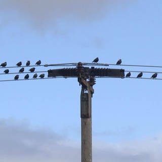 Vögel auf dem Strommast