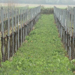 Weinreben bei Lingenfeld