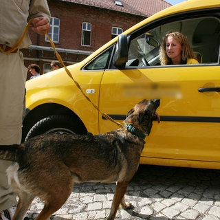 Hundeseminar für Postboten