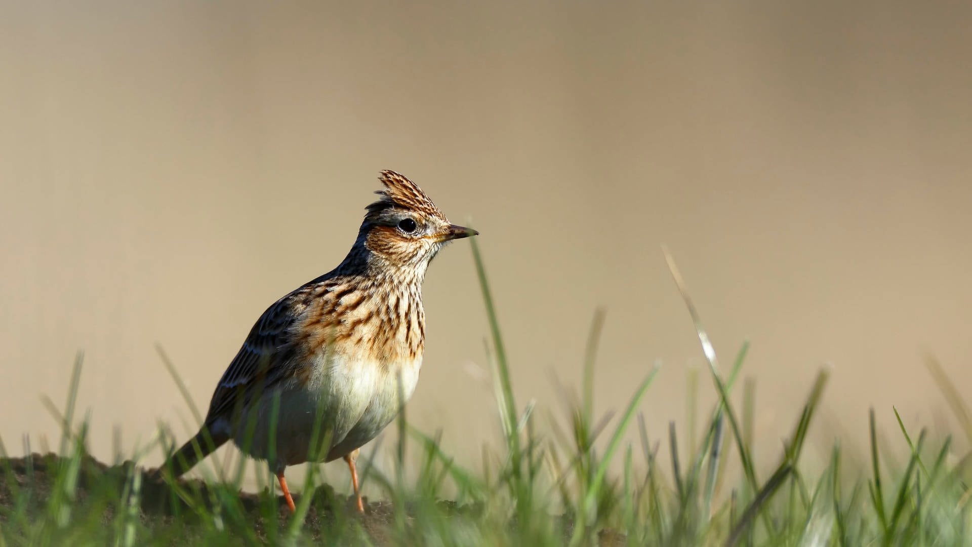 Vogelsterben in RLP: Immer weniger Vögel auch auf Feld, Wiese und Weide