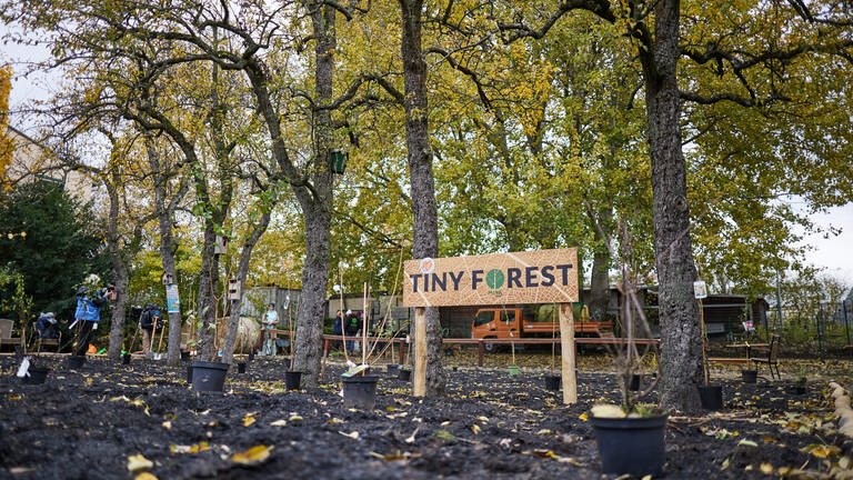 Tiny Forest 2023 auf Hof einer Seniorenresidenz Berlin