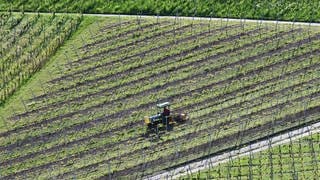 Der Frost Ende April hat in Rheinland-Pfalz viele Weinreben und Obstbäume beschädigt. Nicht alle Betriebe sind gleich stark getroffen. Viele Winzer und Obstbauern rechnen mit Ausfällen in der Ernte.