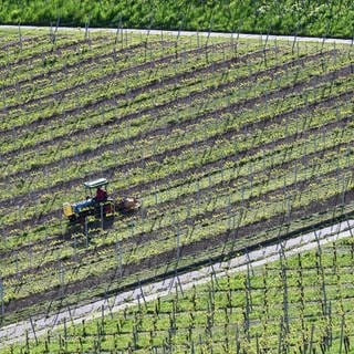 Der Frost Ende April hat in Rheinland-Pfalz viele Weinreben und Obstbäume beschädigt. Nicht alle Betriebe sind gleich stark getroffen. Viele Winzer und Obstbauern rechnen mit Ausfällen in der Ernte.