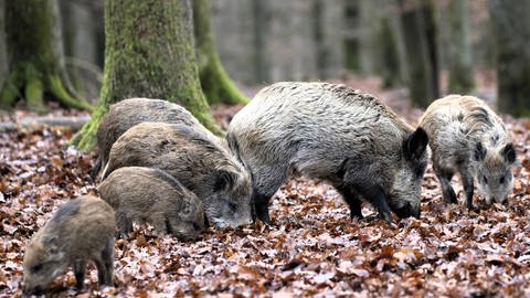 Wildschweine im Wald - Tiere werden zur Plage.