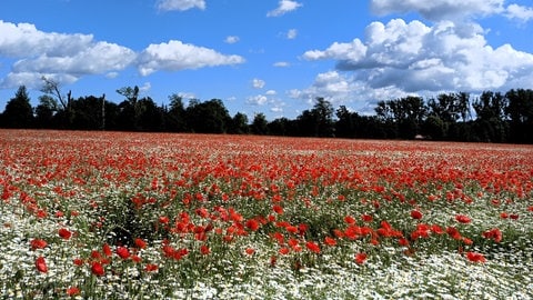 Mohnblumenfeld in der Südpfalz