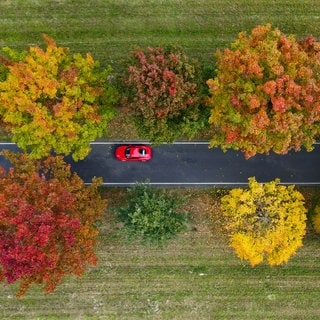 Blick von oben auf ein rotes Auto, das durch eine herblich bundt gefärbte Alle fährt.