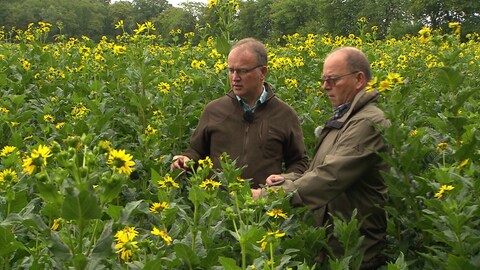 Edwin (l.) und Hermann Kesseler inmitten ihrer Silphie-Pflanzen in Lutzerath in der Eifel