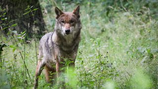 Ein ausgewachsener weiblicher Wolf: Schafhalter fordern Klarheit über einen Beschluss der Umweltminister für einen schnelleren Abschuss von Wölfen bei vermehrten Rissen von Weidetieren