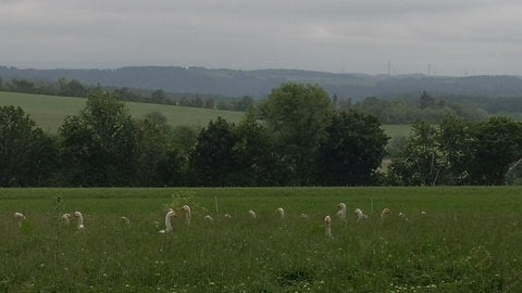 Gänse, gesehen auf einer Radtour in der Eifel am Wochenende