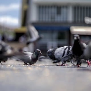 Tauben sitzen auf einer Straße in der Innenstadt. In deutschen Innenstädten gibt es zu viele Tauben. In Limburg sollen sie jetzt per Genickbruch getötet werden. Wie sinnvoll das ist und welche Maßnahmen in RLP ergriffen werden.