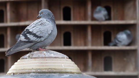 Eine Taube sitzt vor einem Taubenschlag. In vielen Städten in RLP werden Tauben in Taubentürme umgesiedelt und dort artgerecht gefüttert.