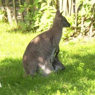 Kängerus im Zoo der Jugendspiele