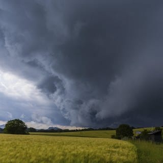Dunkle Gewitterwolken am Himmel über einem Rapsfeld. (Symbolbild)