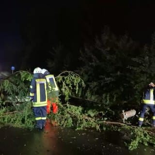 Feuerwehr beseitigt einen umgestürzten Baum