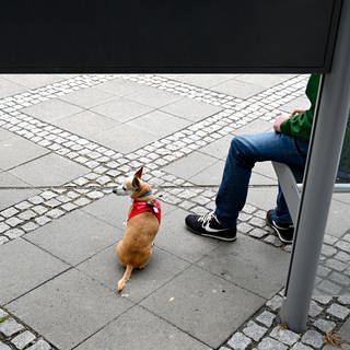 Ein Hund wartet zusammen mit seinem Herrchen an einer Bushaltestelle. Hunde und Katzen dürfen seit 1. Juli im Verkehrsverbund (VRT) Trier kostenlos fahren.