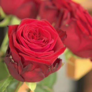 Rosen zum Gedenken an Flutopfer