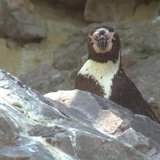 Pinguin im Zoo