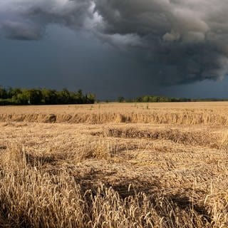 Umgeknicktes Getreide auf einem Feld. Im Hintergrunde dunkle Unwetterwolken.  