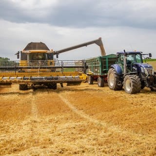 Der RLP-Bauern- und Winzerverband prognostiziert für das Jahr 2024 eine unterdurchschnittliche Getreideernte