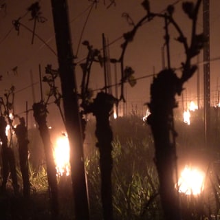 130 kleine Eimer mit Feuerchen stehen in einer kalten Nacht in einem Weinberg, um die Temperatur etwas anzuheben
