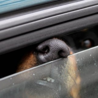 Der Hund war bei Hitze auf dem Parkplatz des Outlets Zweibrücken in einem Auto eingeschlossen und überlebte das nicht. (Symbolbild)