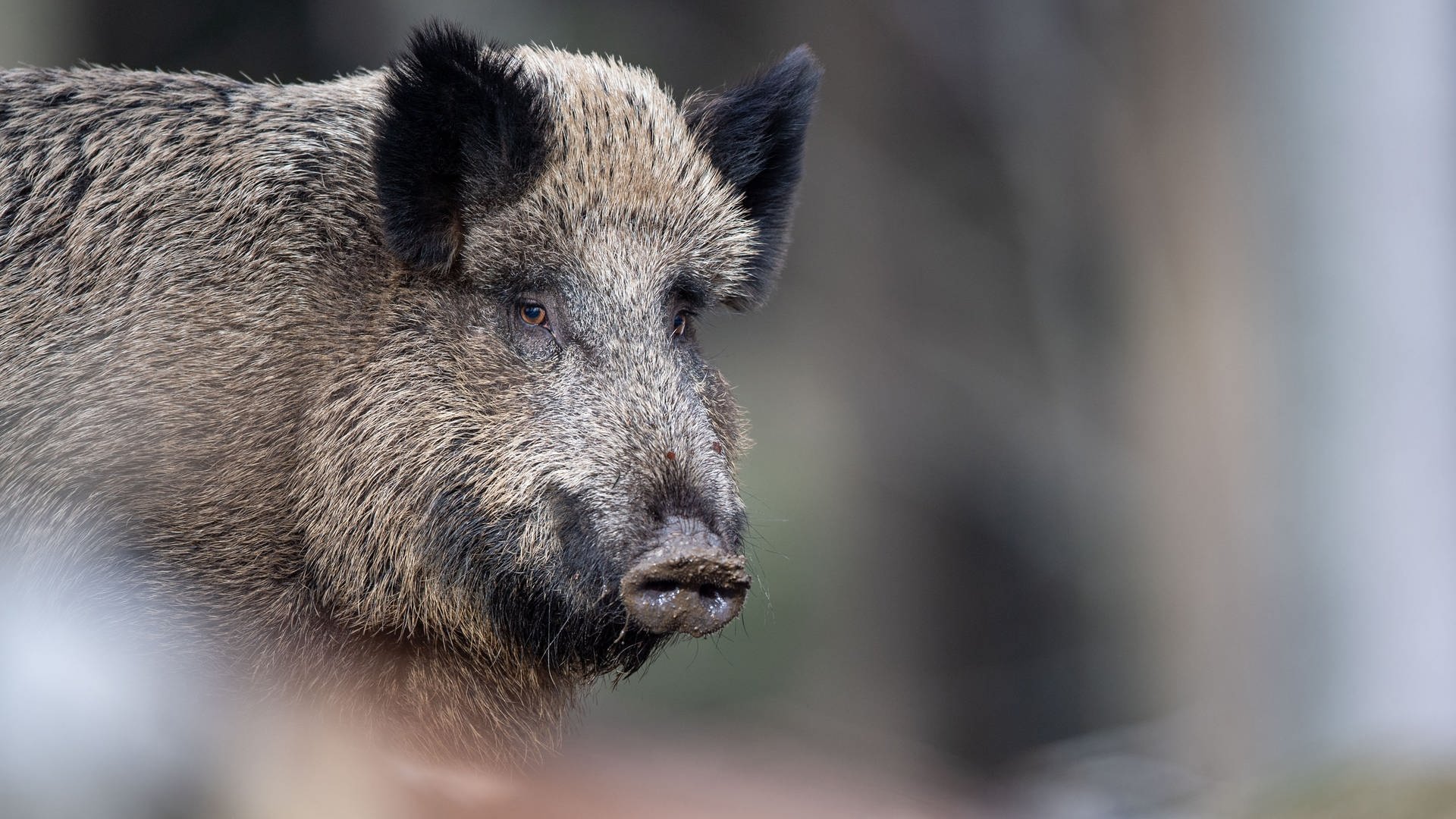 Wildschweine in Rheinland-Pfalz nicht mehr radioaktiv belastet