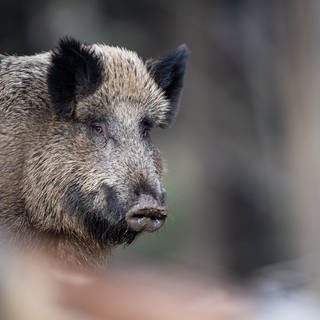 Eine Portraitaufnahme eines Wildschweins. Die Kontrollpflicht für Wildschweine auf Radioaktivität entfällt.