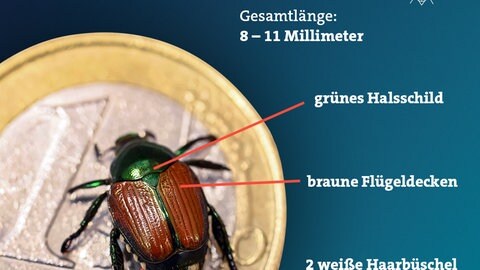 Eine Grafik mit den Merkmalen des Japankäfers: Er ist 8 bis 11 Millimeter lang, grün-braun und hat charakteristische weiße Haarbüschel am Hinterleib.