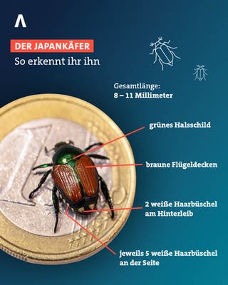 Eine Grafik mit den Merkmalen des Japankäfers: Er ist 8 bis 11 Millimeter lang, grün-braun und hat charakteristische weiße Haarbüschel am Hinterleib.