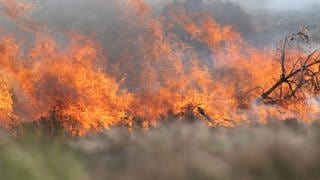 Symbolbild: Es brennt in einem Wald | Unser FAQ zeigt, wie man sich bei einem Waldbrand richtig verhält