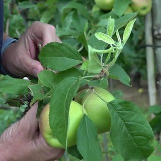 Äpfel am Baum