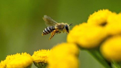 Insekten zählen: Eine Biene sammelt Nektar