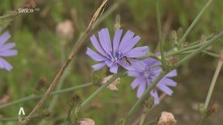 Vespe an einer Blume