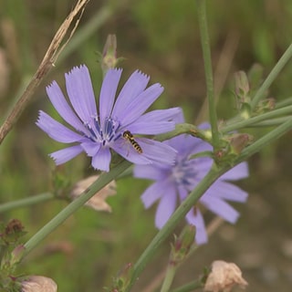 Vespe an einer Blume