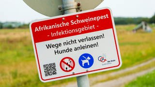 Nachdem auch bei Biblis afrikanische Schweinepest ausgebrochen ist, gelten im Rhein-Pfalz-Kreis strenge Regeln.