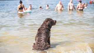 Ein Hund kühlt sich im Wasser ab. Der Tag soll Temperaturen mit um die 30 Grad und viel Sonne bringen.