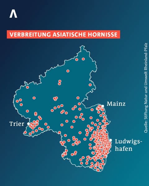 Karte zeigt die Verbreitung der asiatischen Hornisse in RLP