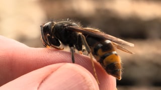 Asiatische Hornisse sitzt auf einem Finger