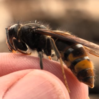 Asiatische Hornisse sitzt auf einem Finger