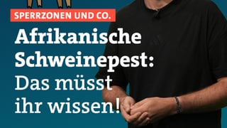 Afrikanische Schweinepest: Das muss man wissen