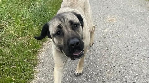 Mira lebt heute in Weil der Stadt in Baden-Württemberg bei Tina Hahl.