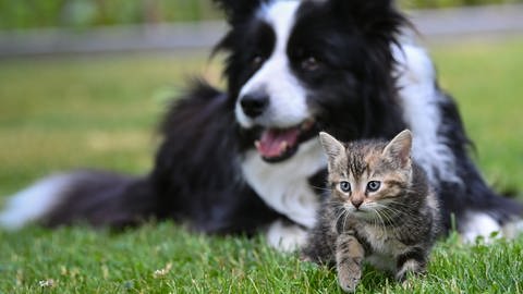 Ob jemand Hunde oder Katzen vorzieht, sagt auch etwas über einen selbst aus.