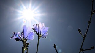 Sonne scheint auf Blume - es wird heiß im Land.