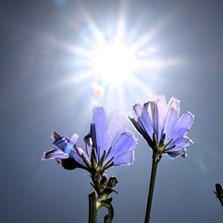 Sonne scheint auf Blume - es wird heiß im Land.