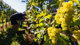 Arbeit im Weinberg kann Hautkrebs verursachen. Sonnenschutz spielt dabei eine wichtige Rolle.